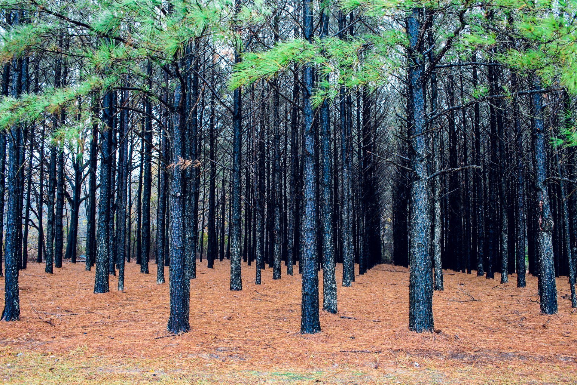 Uma fileira de pinheiros em uma floresta com folhas no chão.