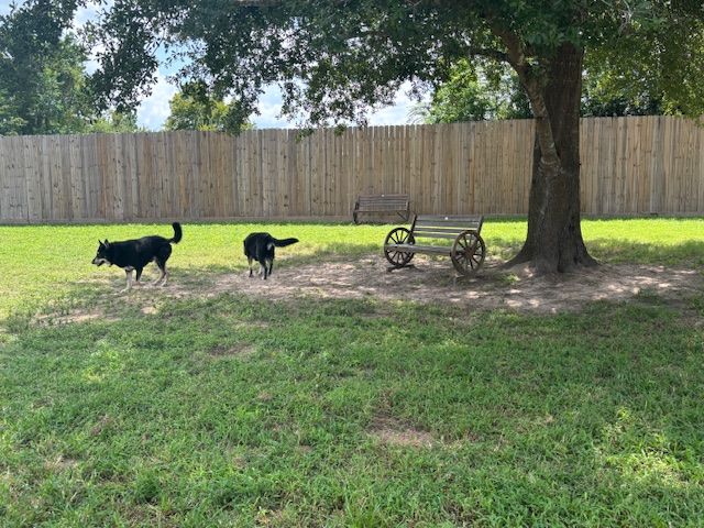 Two black dogs in a grassy yard near a tree and bench, wooden fence background.