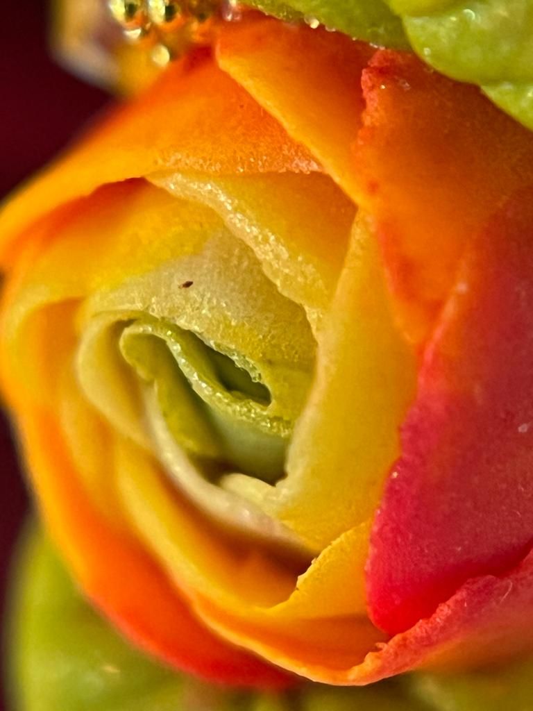 A close up of a yellow and red rose with water drops on it