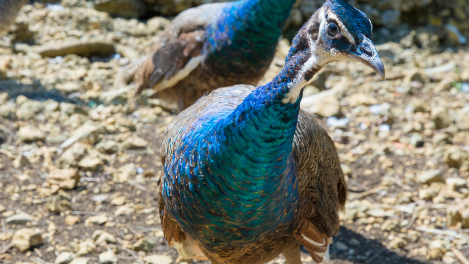 A person driving a green tractor with an orange attachment, mowing grass in a field.
