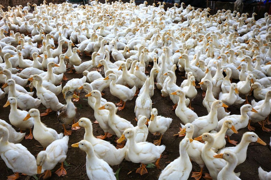 Many white ducks gathered together.
