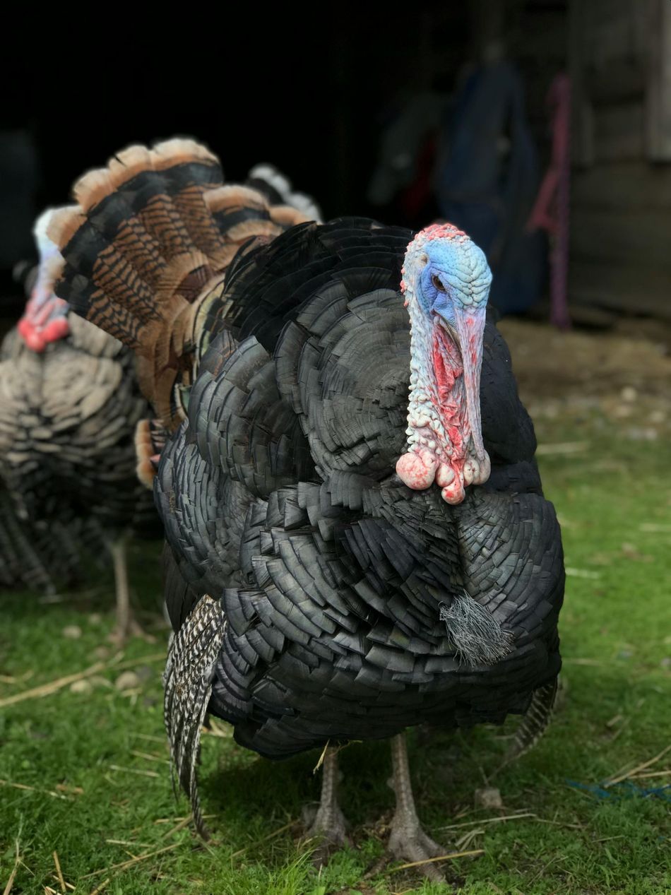 Black turkey with red and blue wattle stands in grass with others, shed in background.