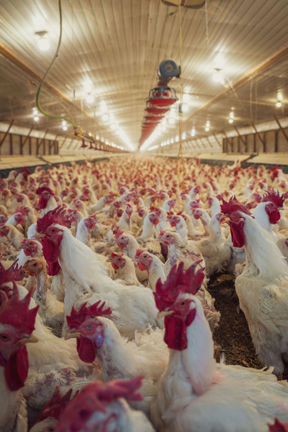 Large group of white chickens in a long indoor farm setting under rows of lights.