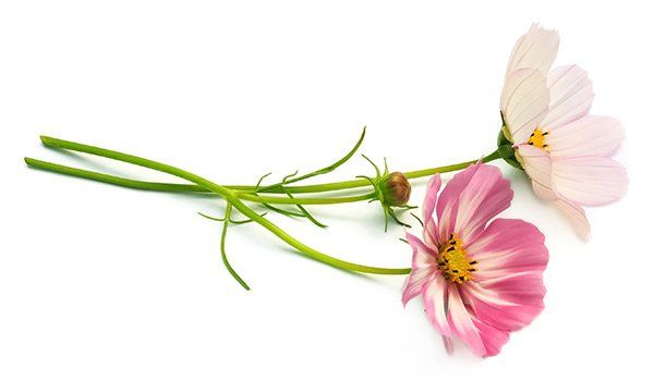 cut flowers on white background
