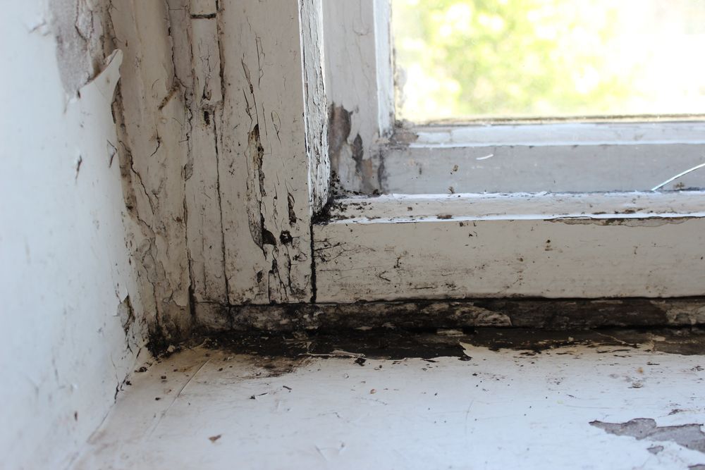 mold on window