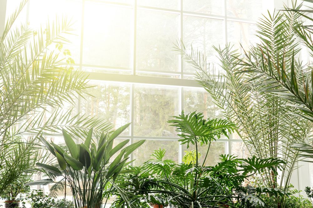 A greenhouse filled with lots of plants and a large window.