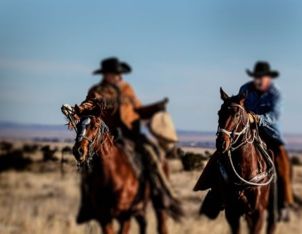 Two cowboys are riding horses in a field.