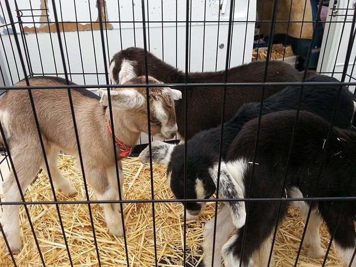 A group of goats are in a cage eating hay