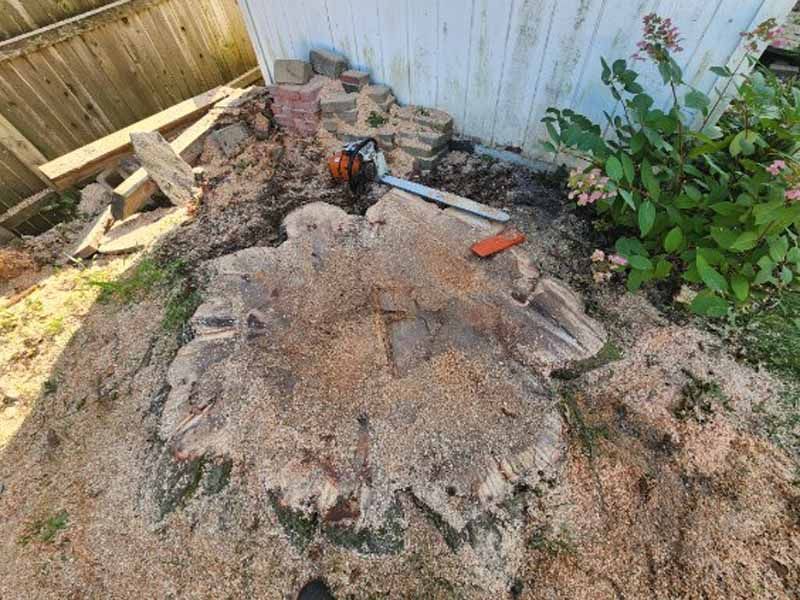 A chainsaw rests on a large, freshly cut tree stump in a backyard near a wooden fence and a white shed.