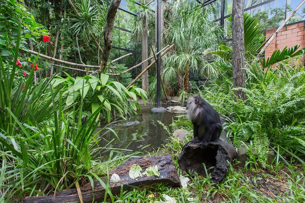 An Animal Around The Plants — Engineering And Drafting Services In Yeppoon, QLD