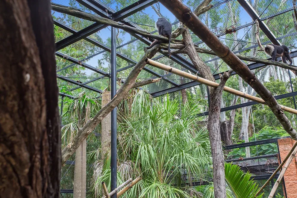 Two Monkeys Inside The Large Cage — Engineering And Drafting Services In Yeppoon, QLD