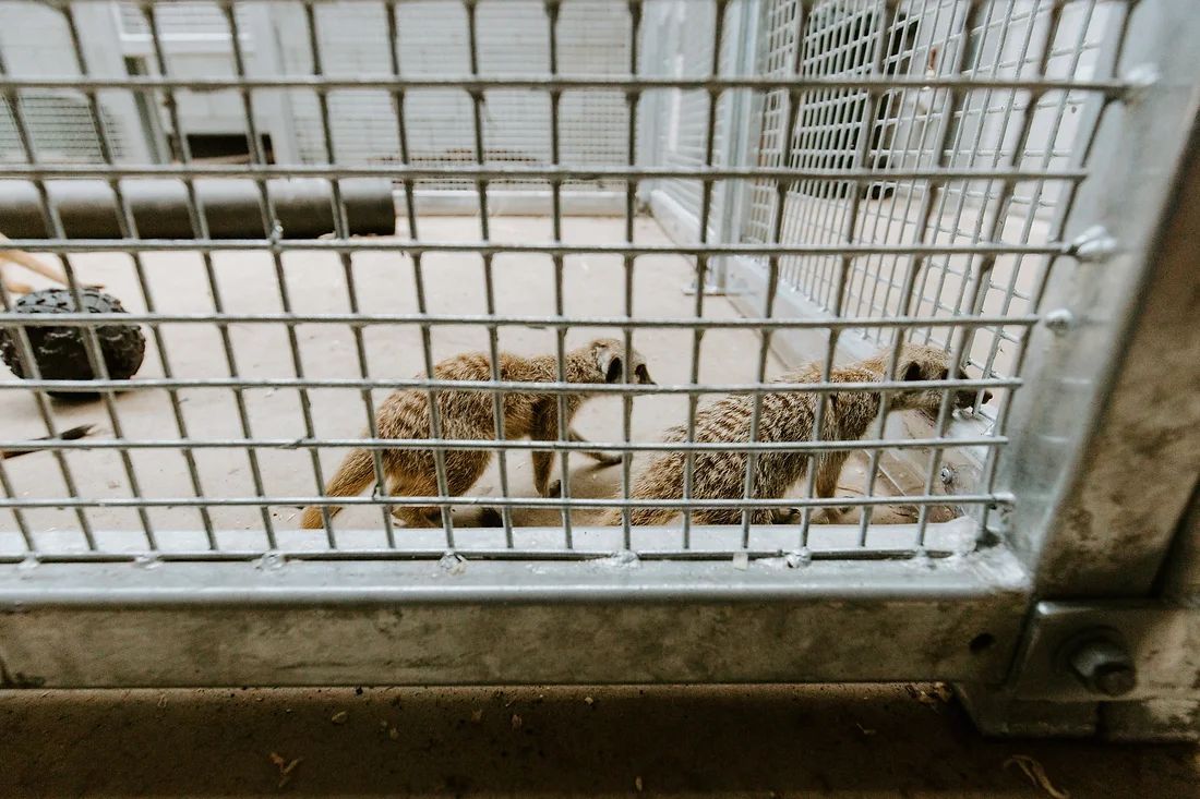 Two Animals in Cage — Engineering And Drafting Services In Yeppoon, QLD