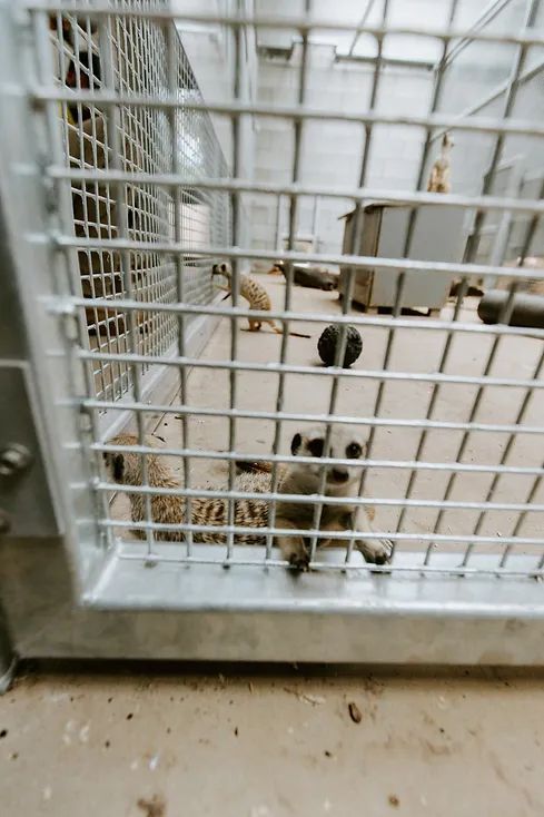 Photo of an Animal Inside The Cage — Engineering And Drafting Services In Yeppoon, QLD
