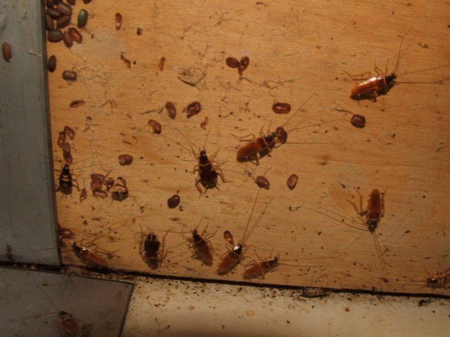 Before and After Coackroaches in your premises