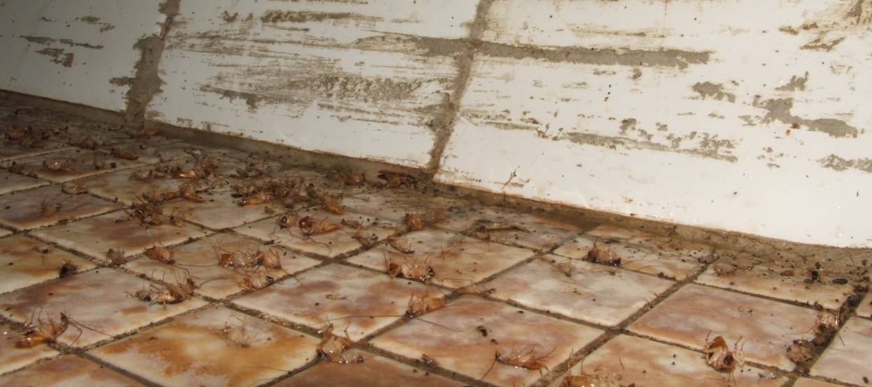 Cockroaches removed from home