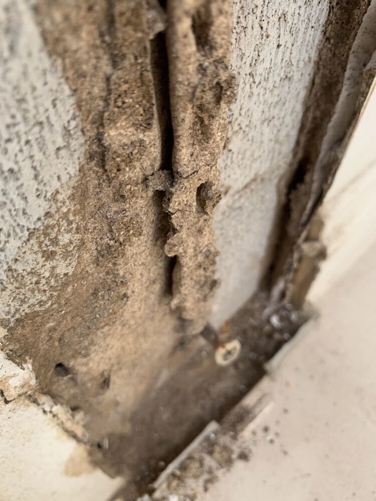 termites will not stop