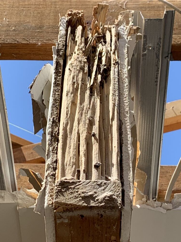 termites will not stop until all gone