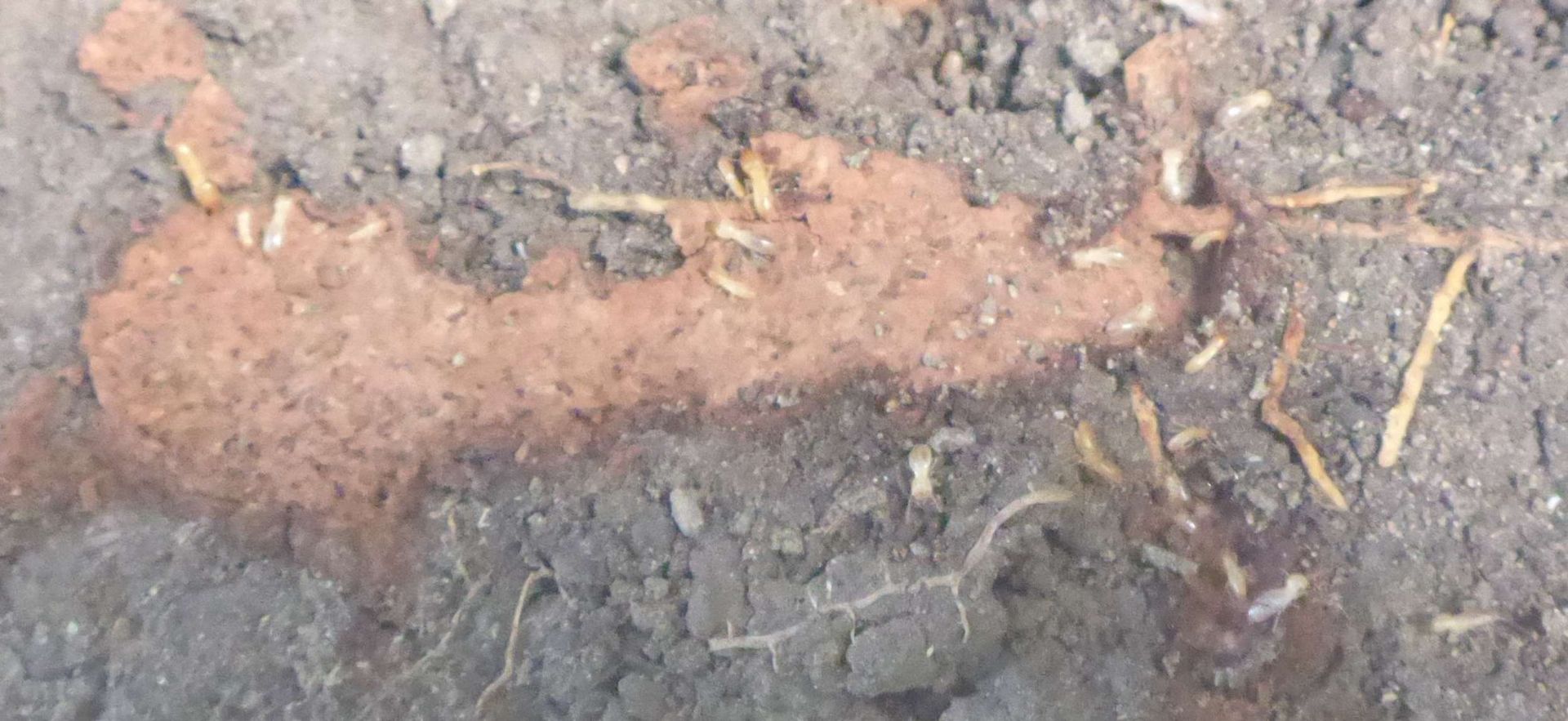Signs of termite activity