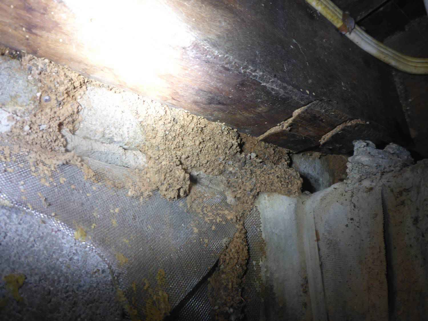 let us help you kill termites