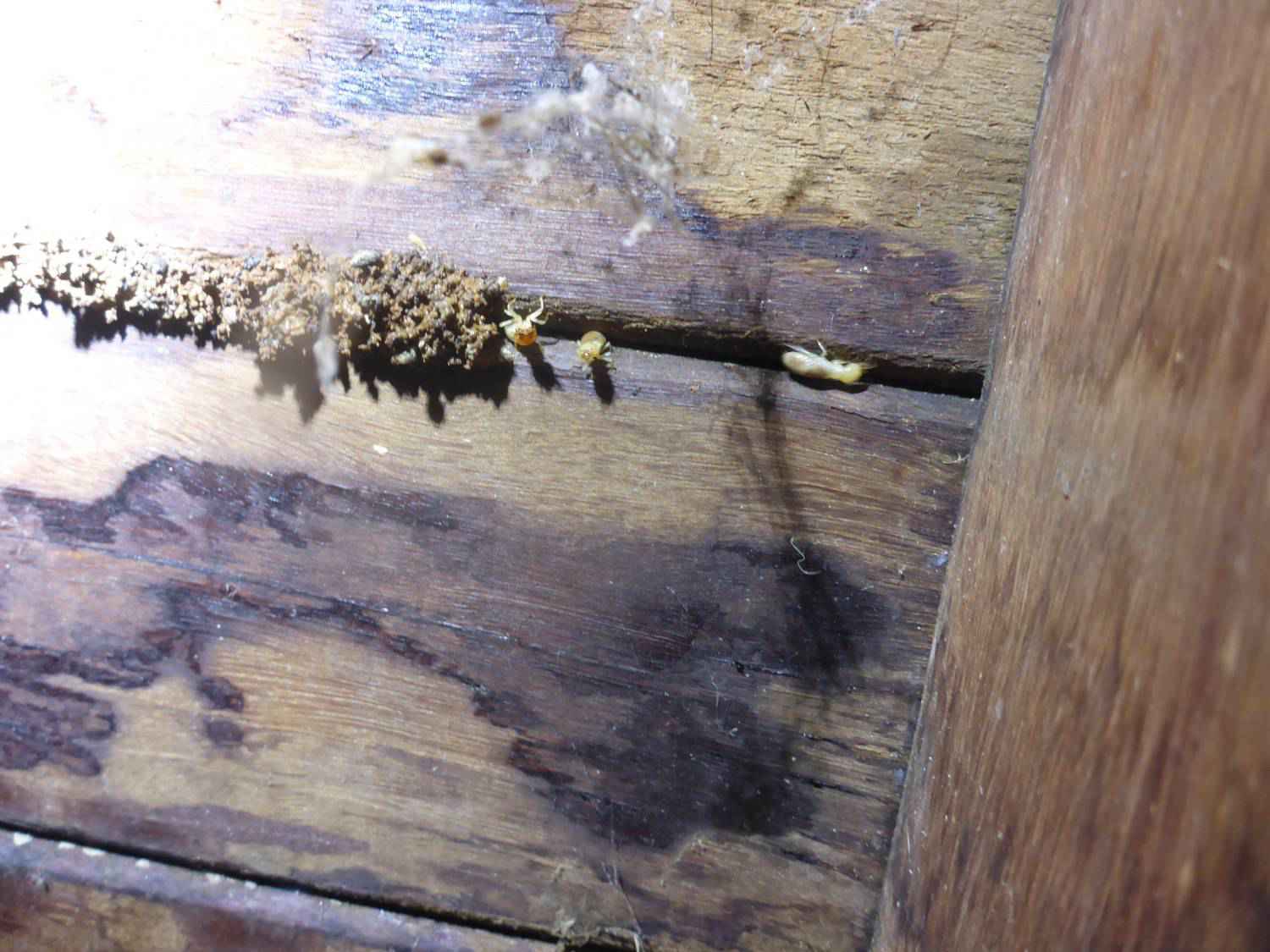 what damage can they do?