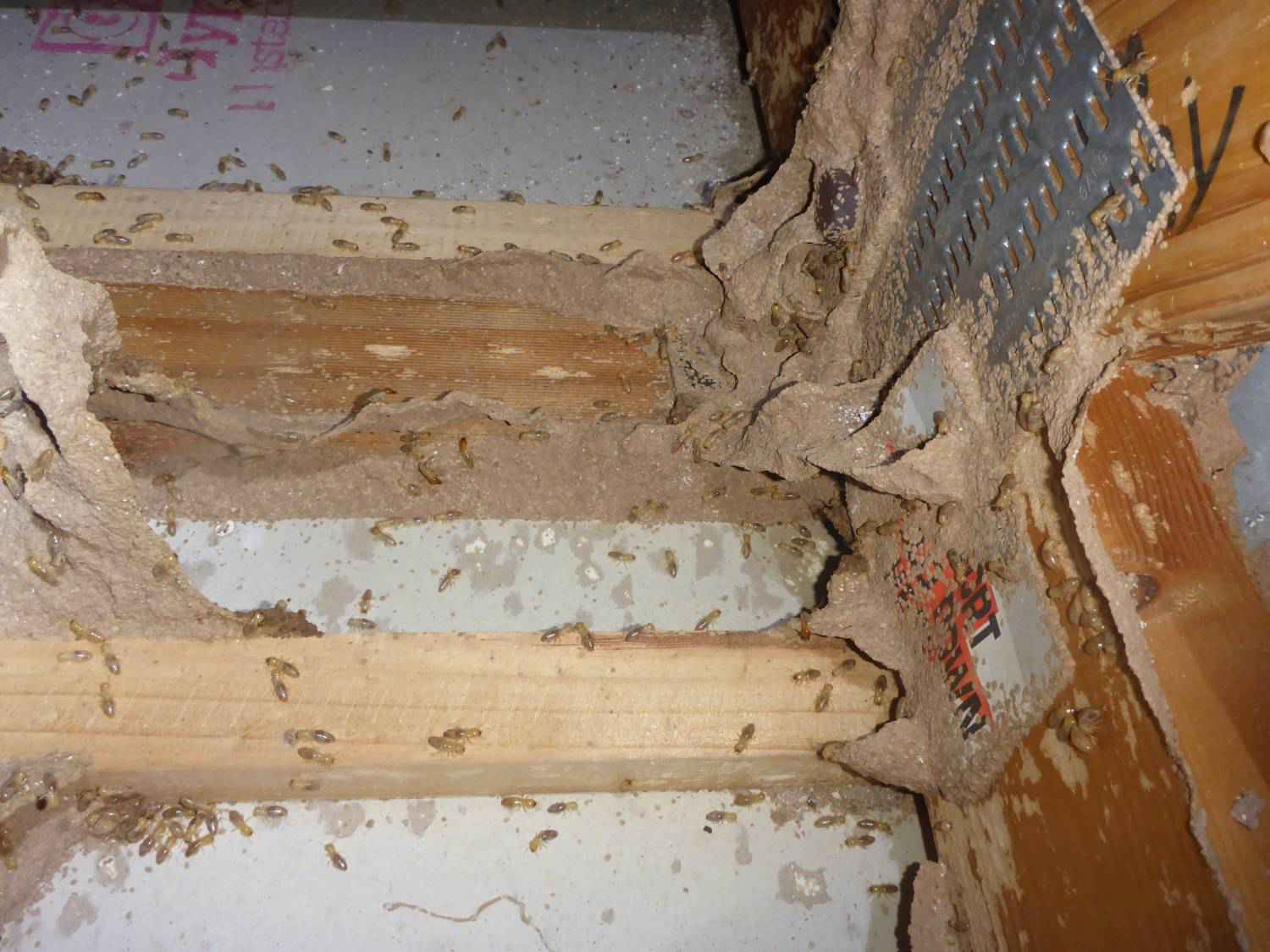 termites can cause lots of damage