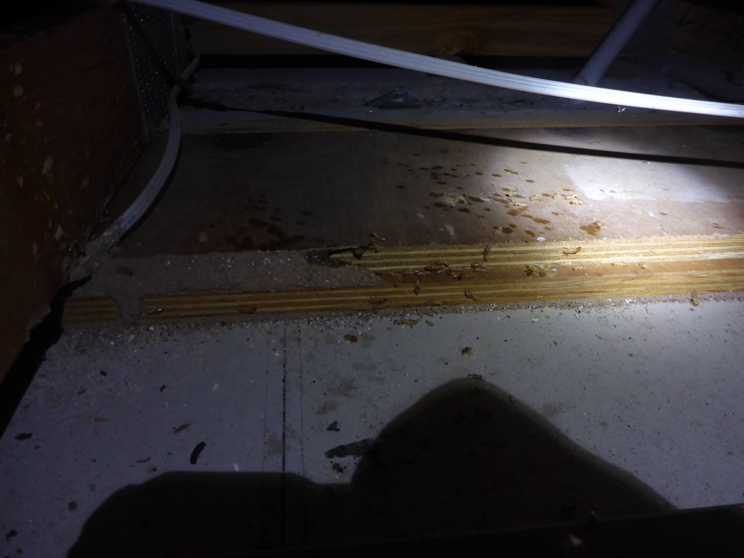 pests hidden in roof again