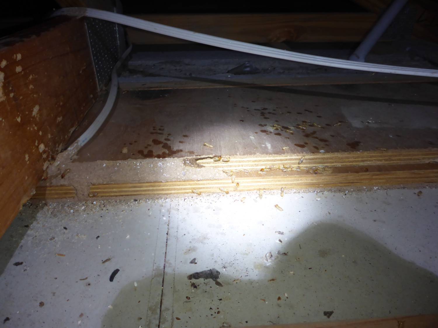 termites casuing damage