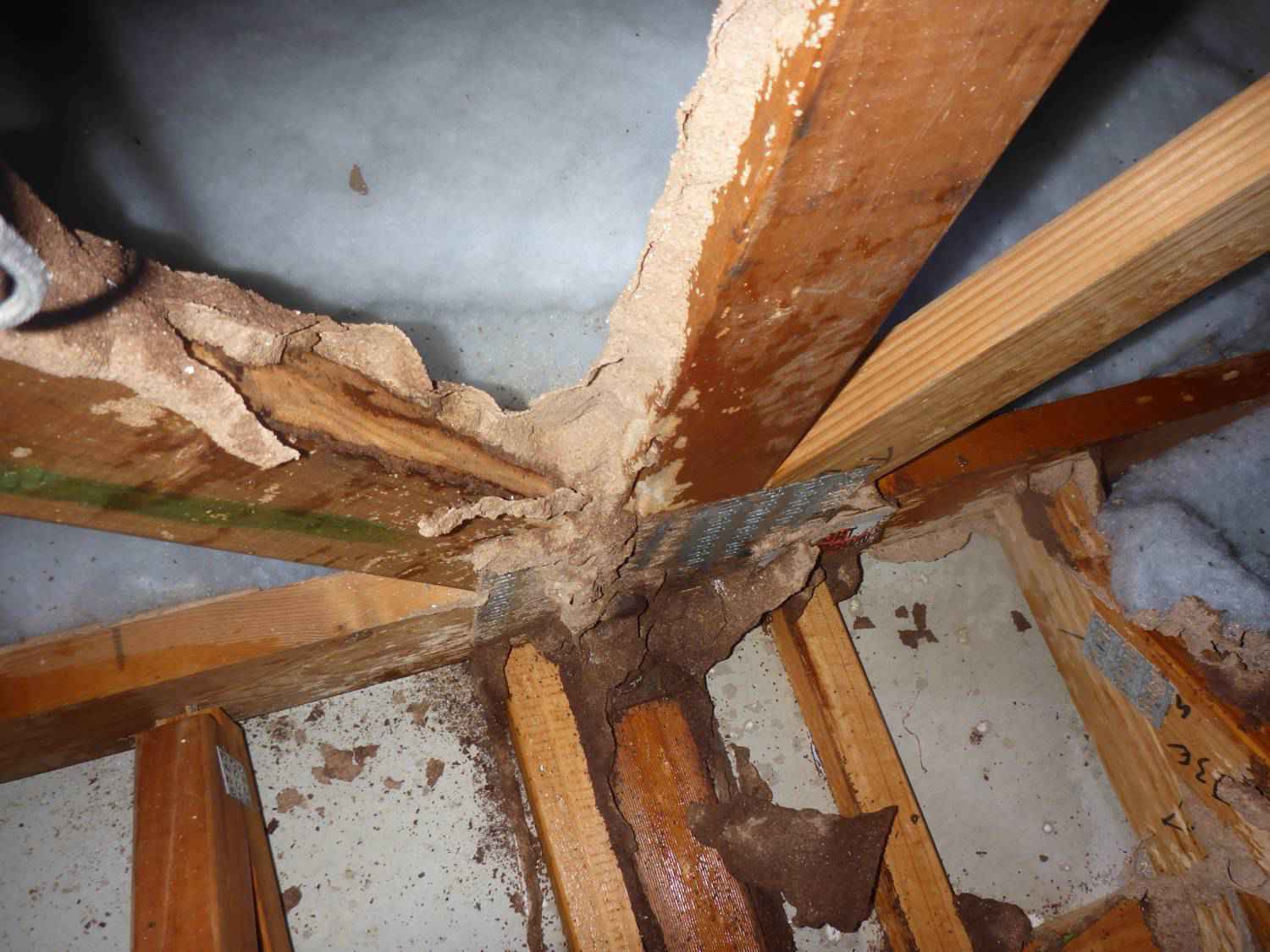 termites ruin structures