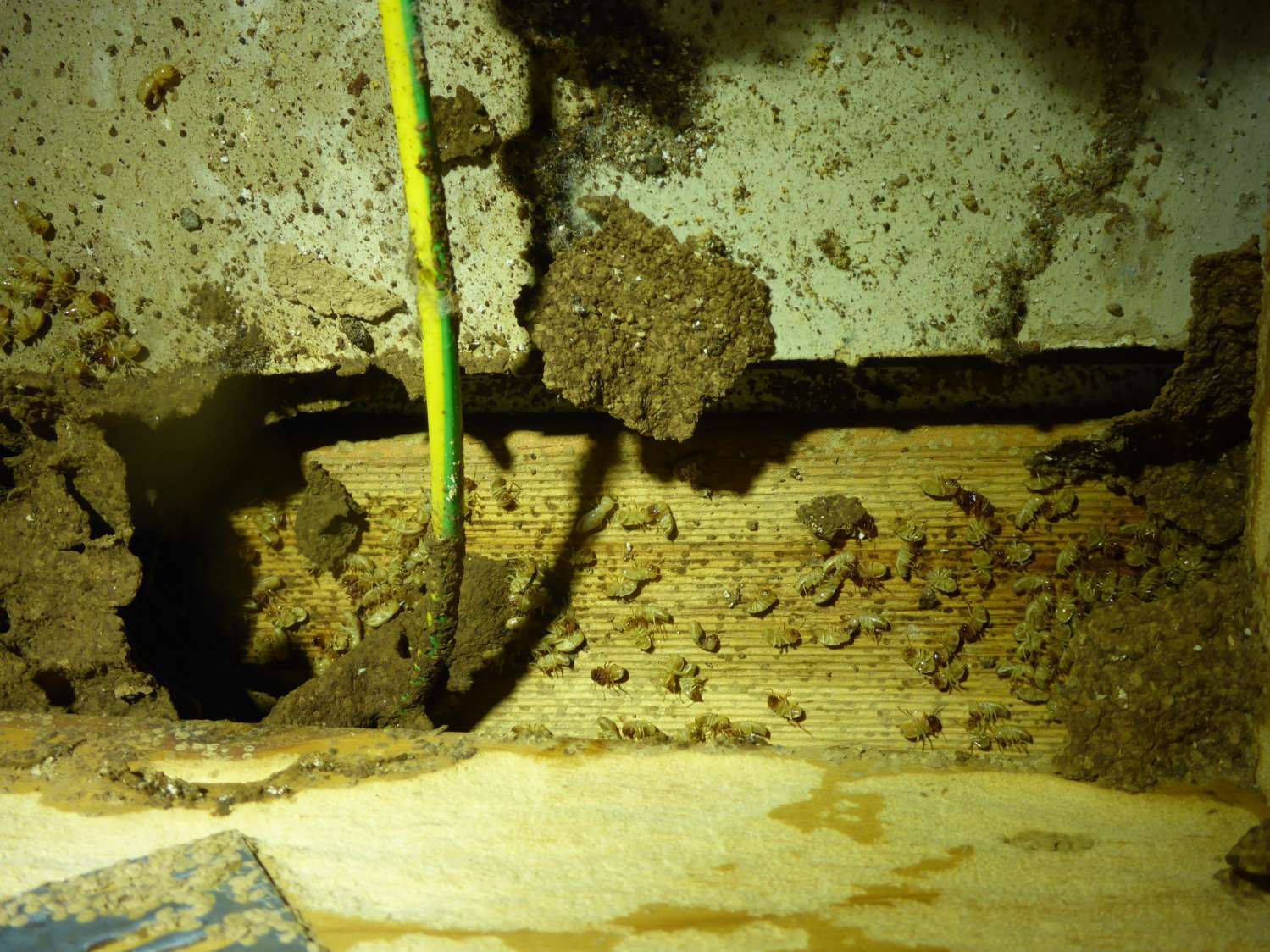 safe products for humans