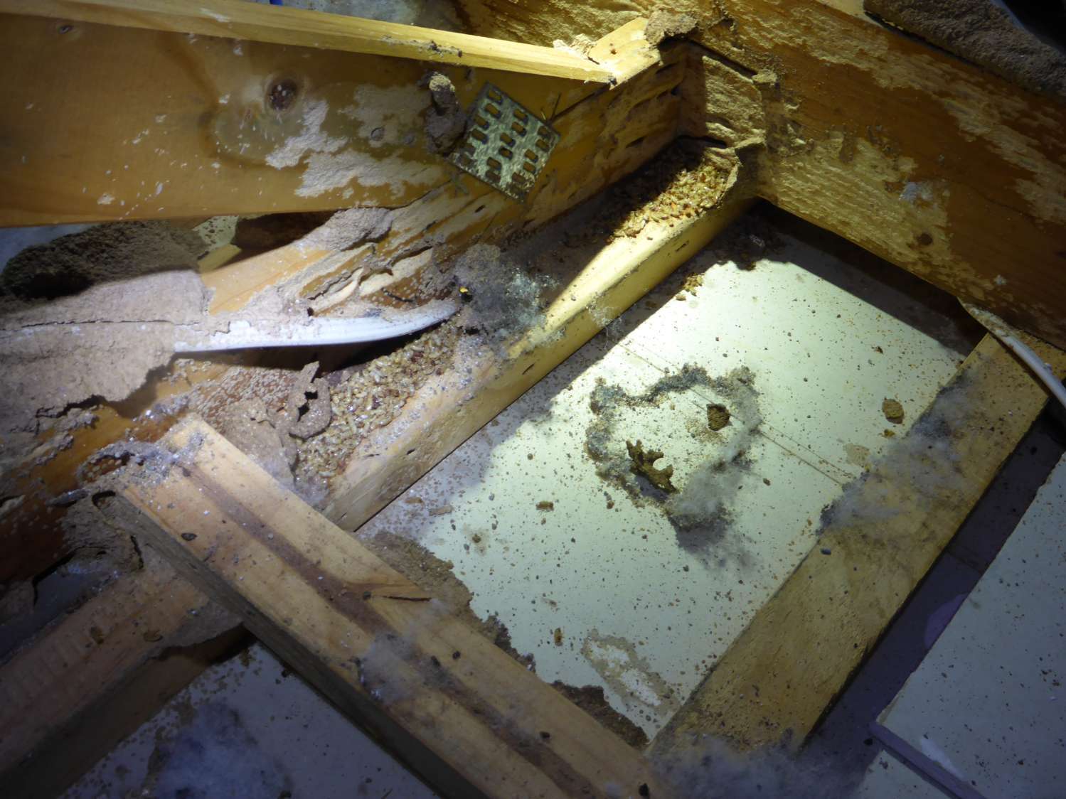 eco friendly chemicals to remove termites and pests