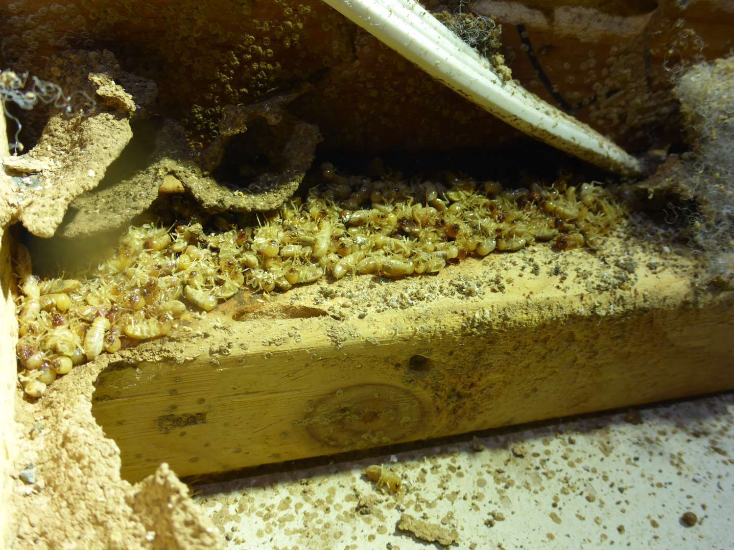 termites will not survive our treatment