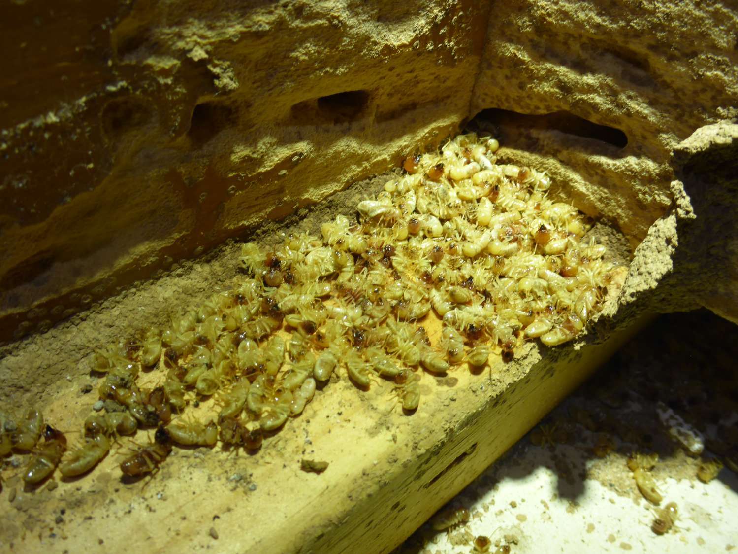 termites has no chance