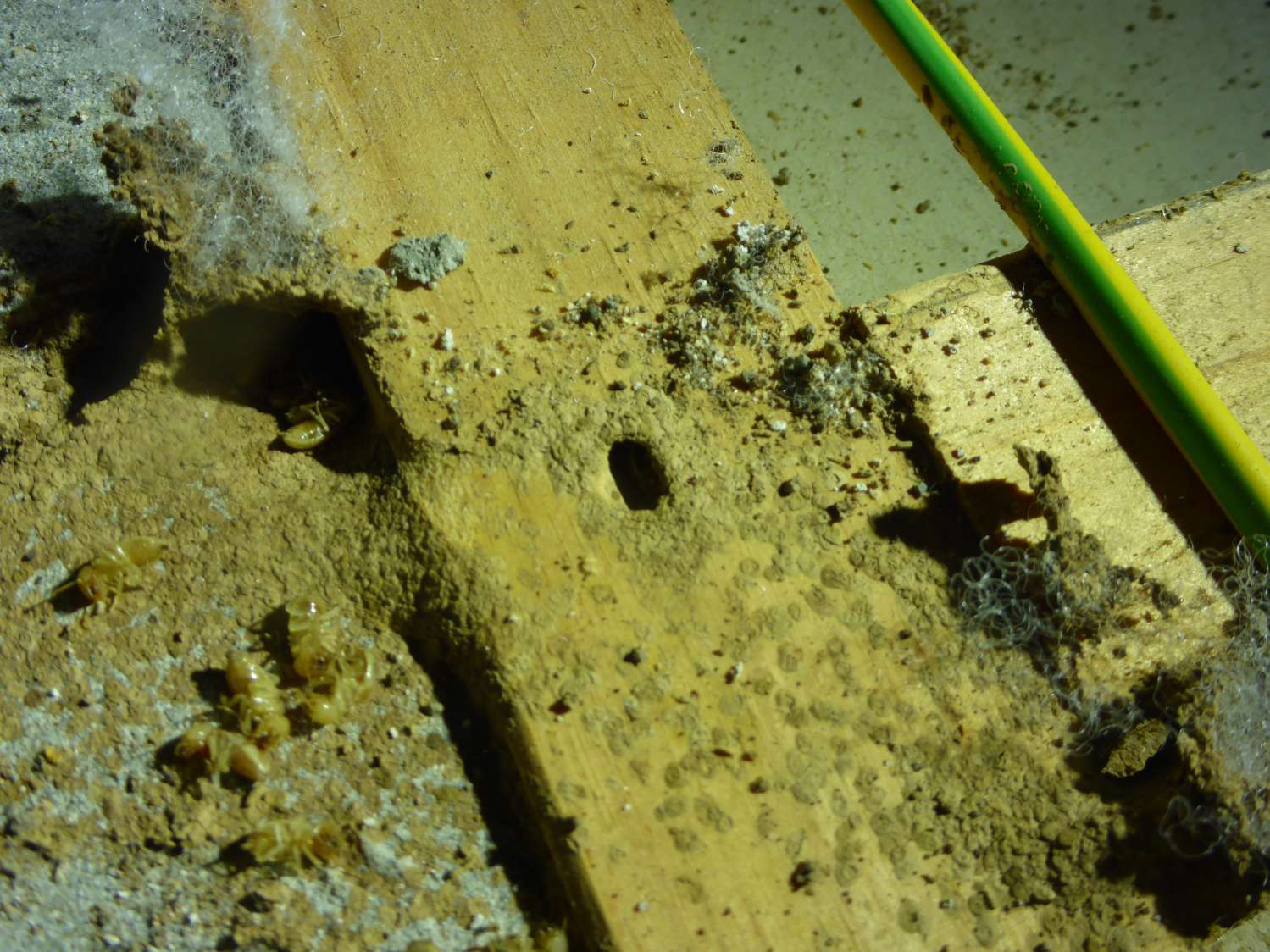 termites won't stand a chance