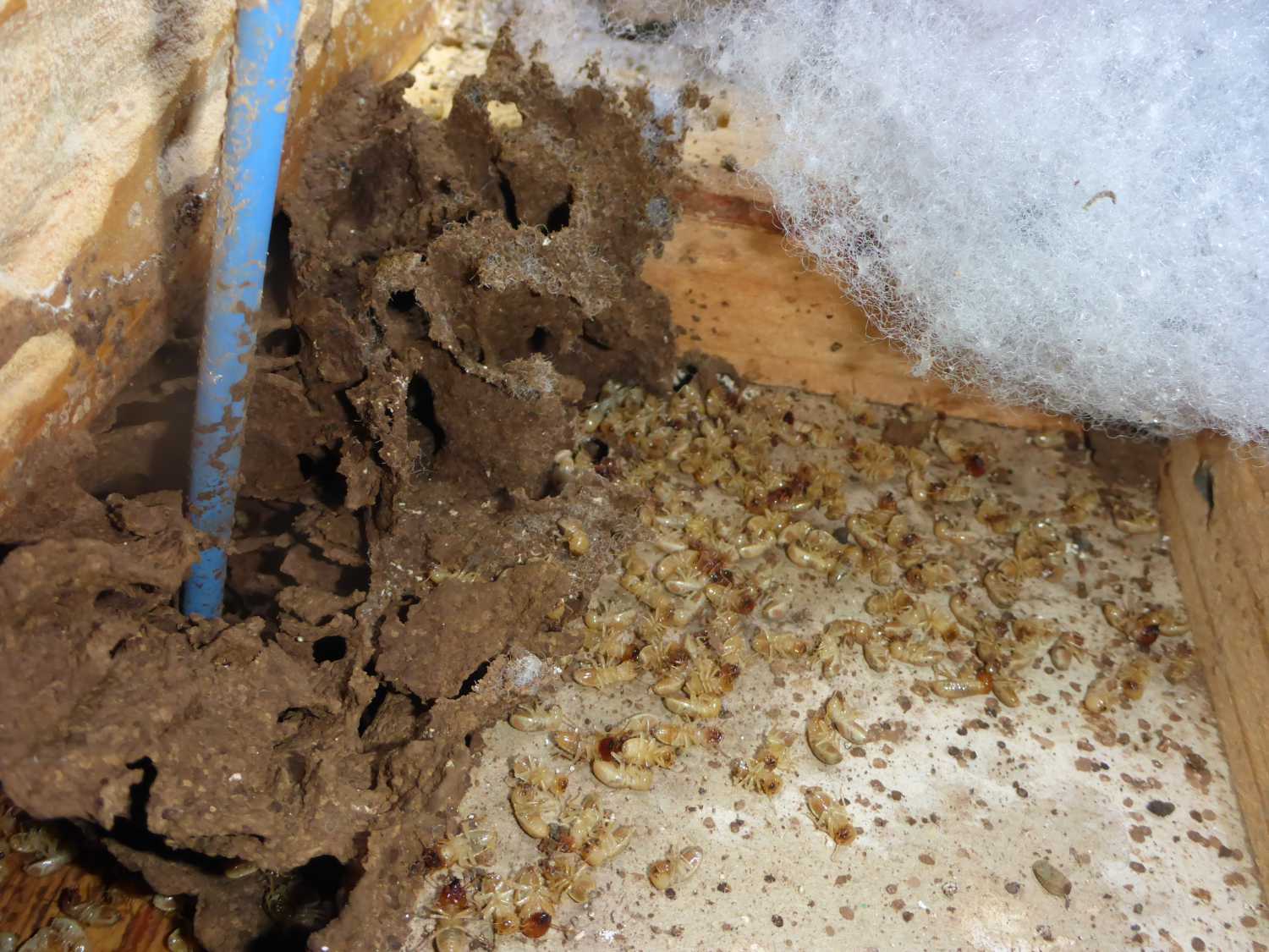 termites dead