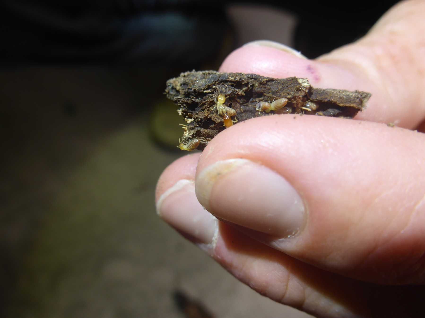 Book a termite inspection