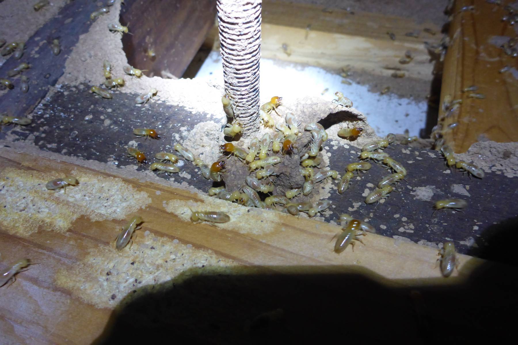 Termite removal specialists in Townsville