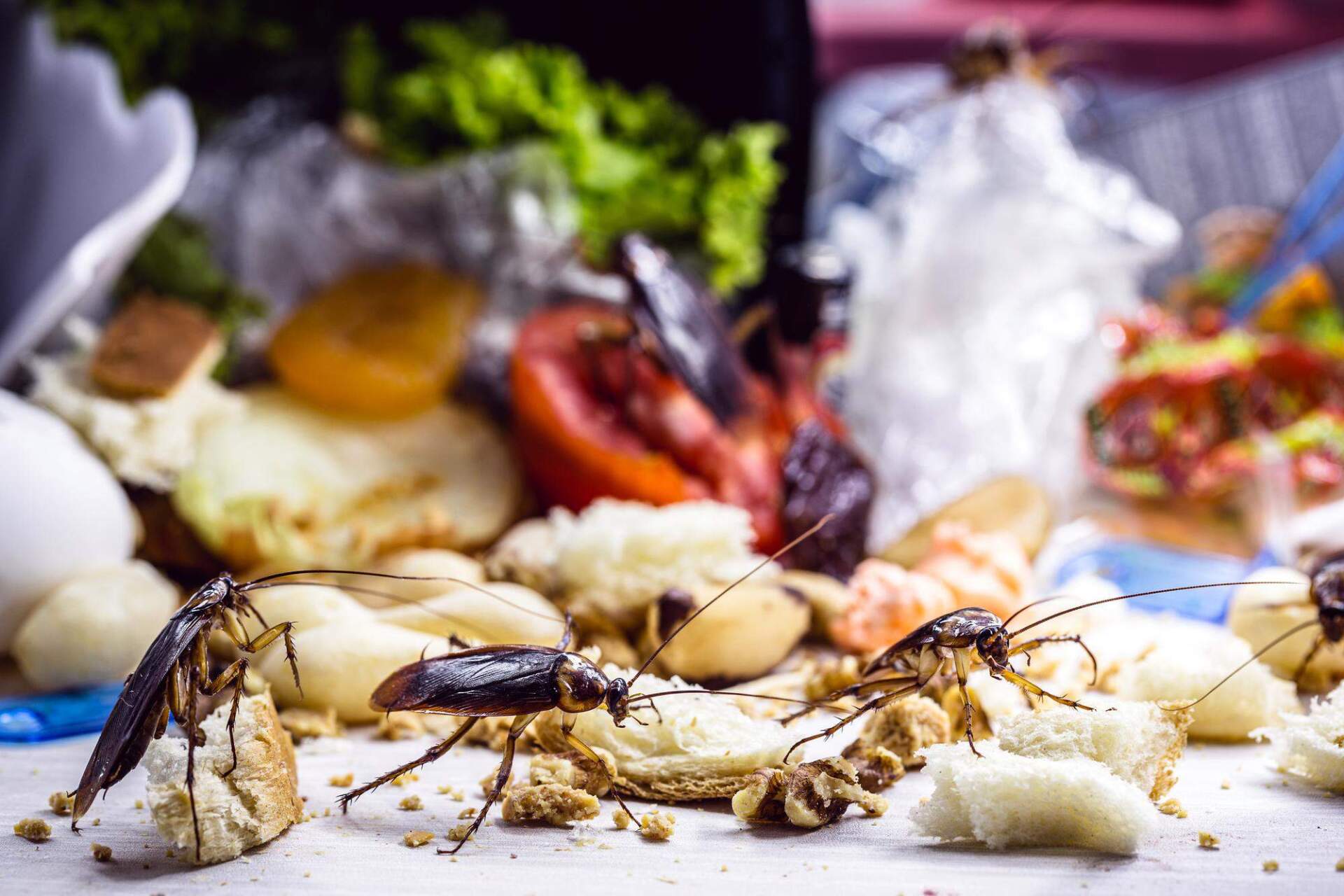 Protect your family from pests