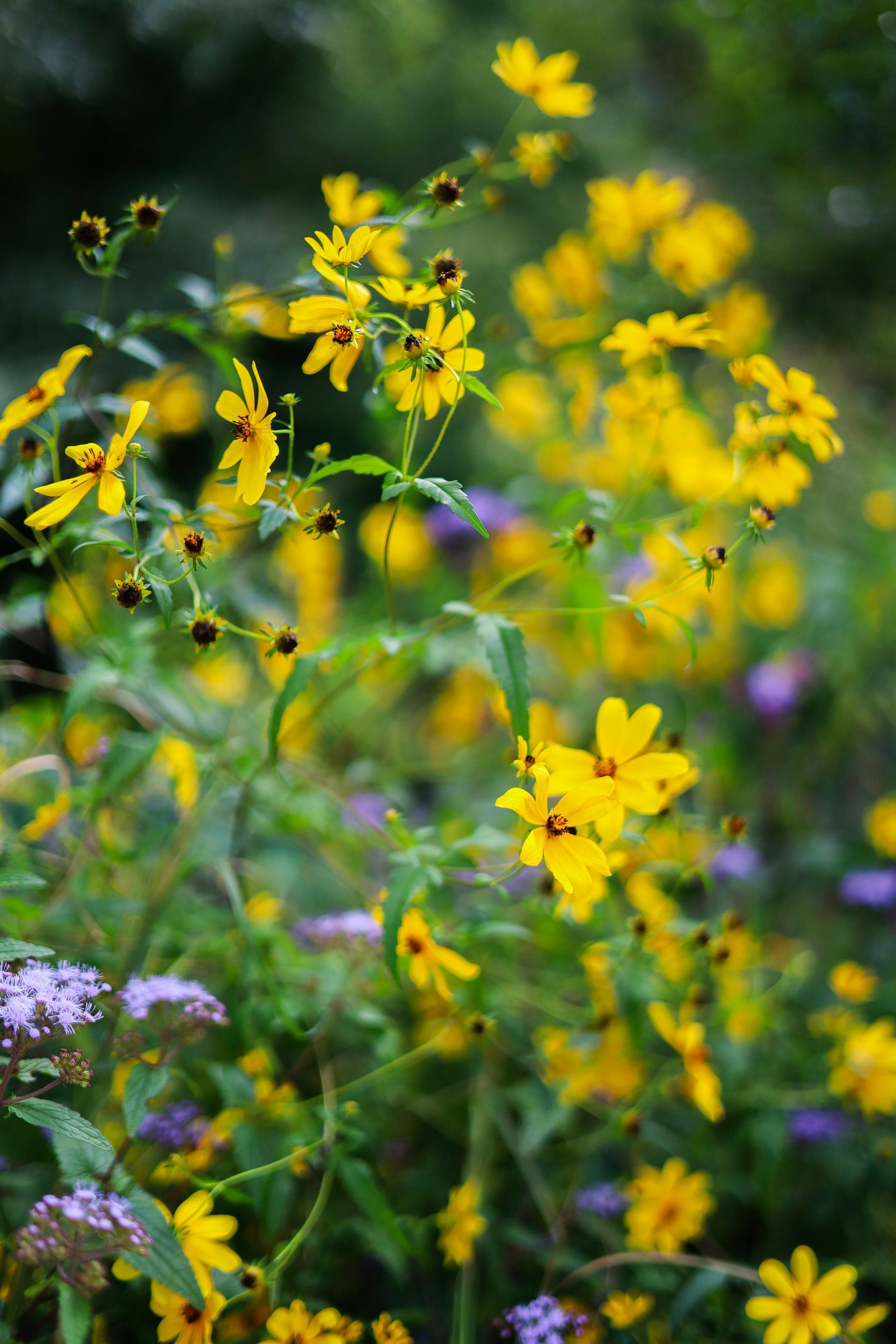 A bunch of yellow flowers are growing in a field.