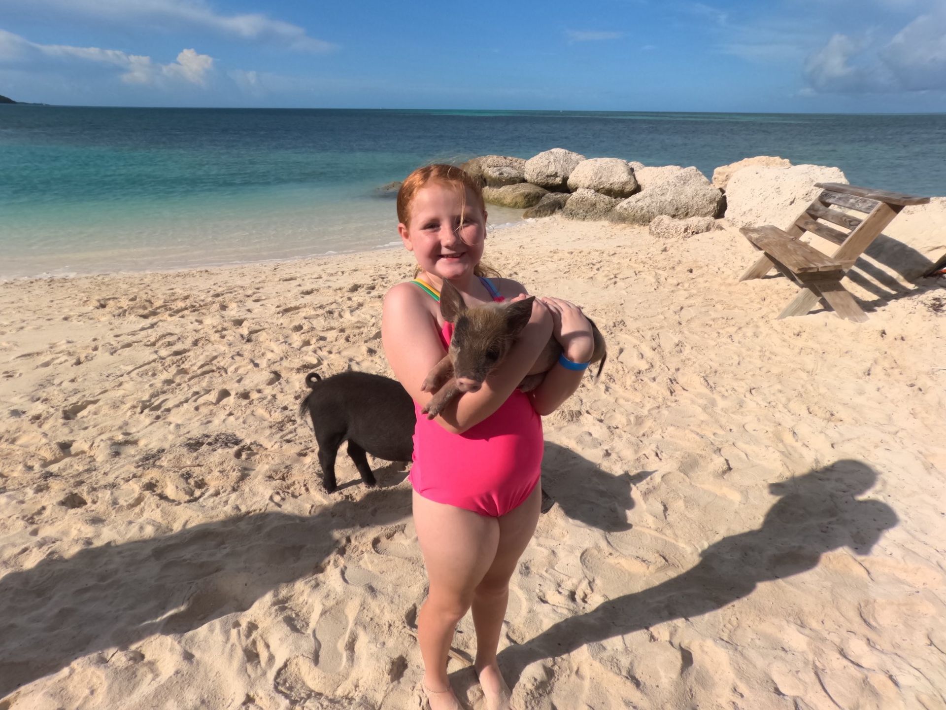 A smiling child in a pink swimsuit holds a small piglet on a sandy beach with turquoise water and a wooden bench nearby.