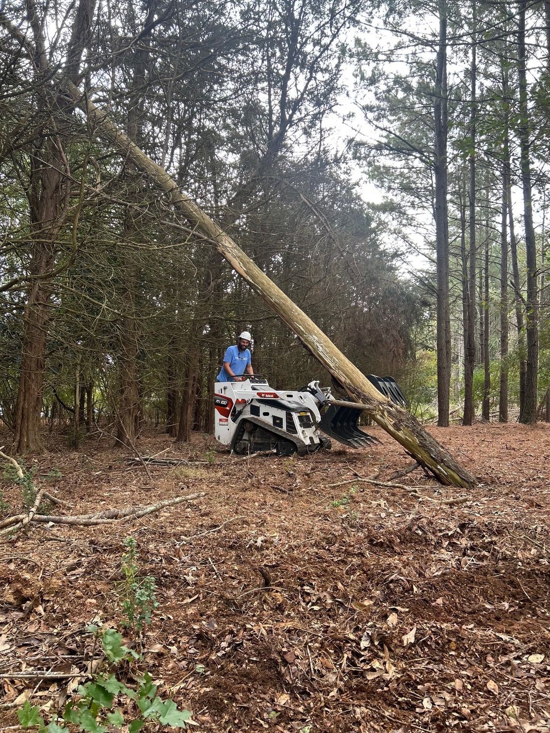 Worker on a skid steer tilts a leaning tree in a wooded area, surrounded by fallen leaves.