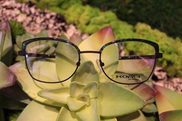 Eyewear Gallery — Black Eyeglasses on the Plant in Belleair Bluffs, FL