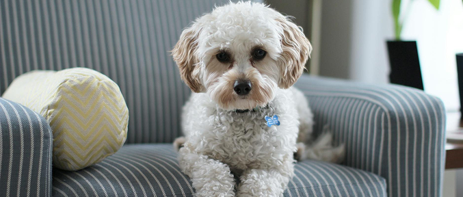 White dog with brown ears on a striped blue armchair, looking forward.