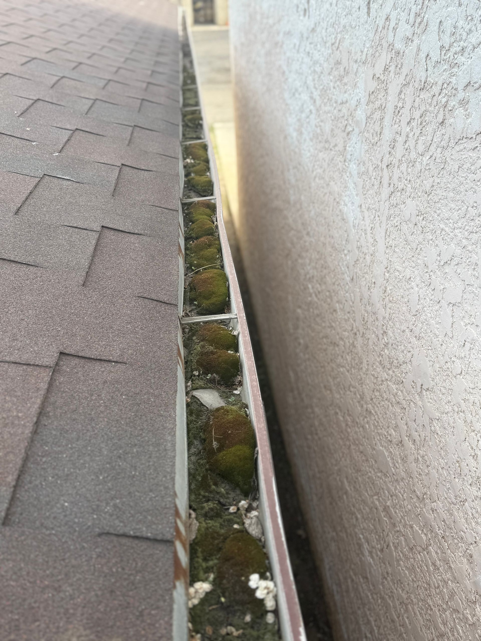 Gutter filled with green moss and debris next to a beige wall and asphalt shingle roof.