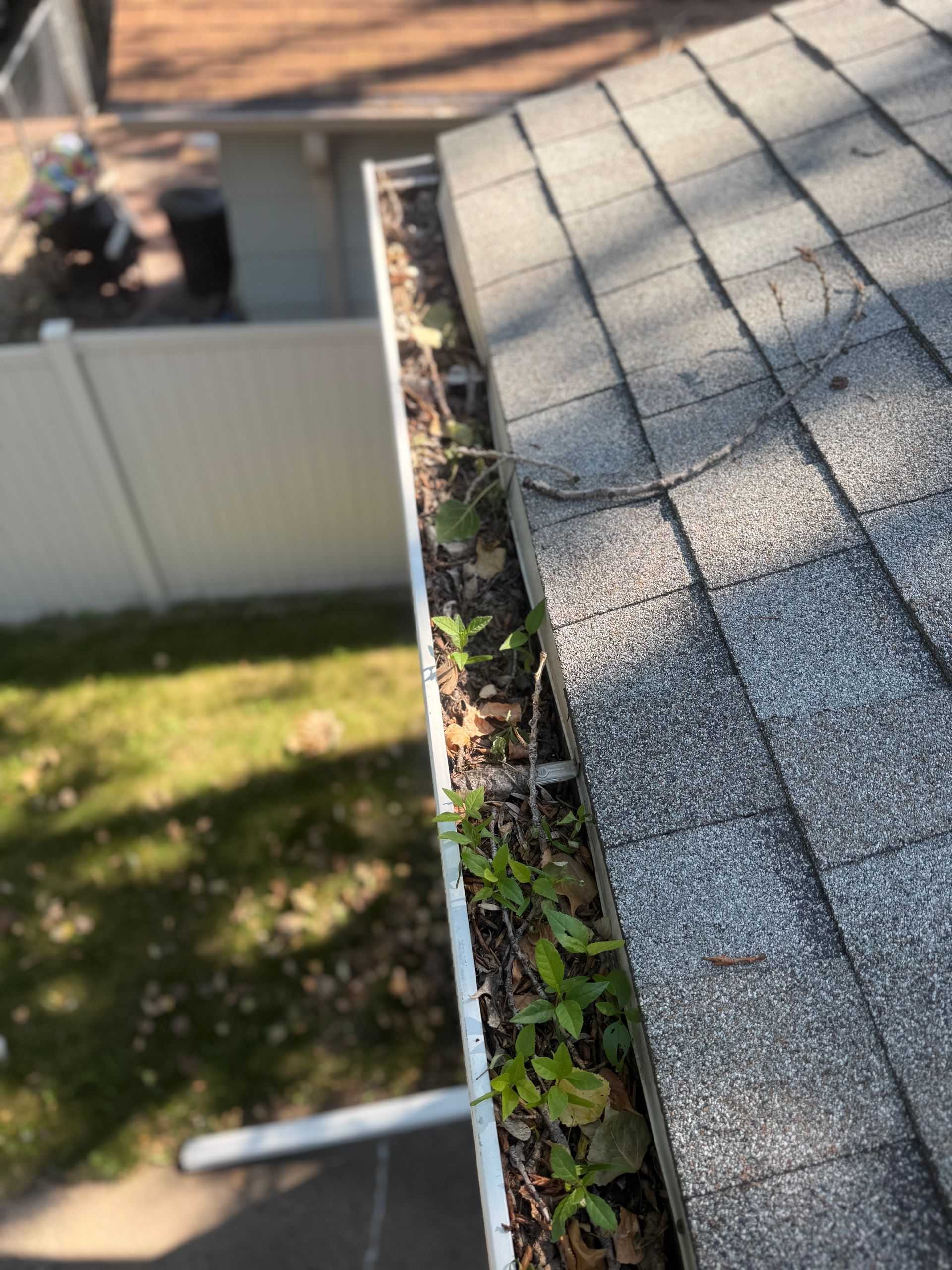 Overgrown roof gutter filled with weeds and debris.