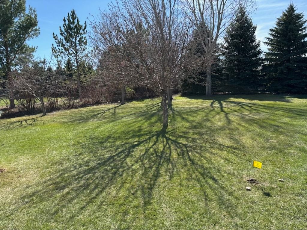 Tree casting a long, sprawling shadow on a grassy hill; bright sunshine.