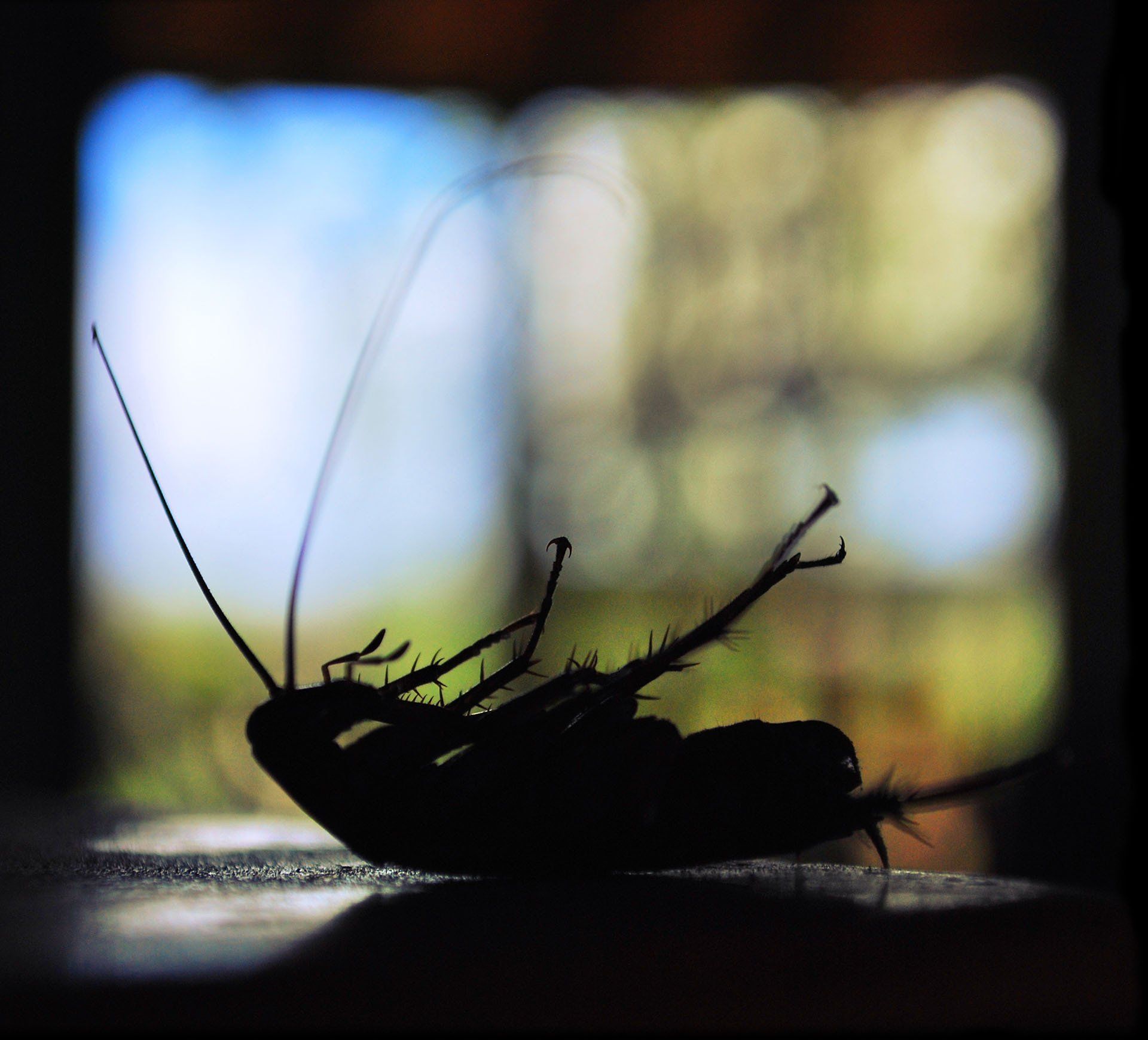 Cockroach Lying Upside Down — Columbus, IN — YES Pest Pros