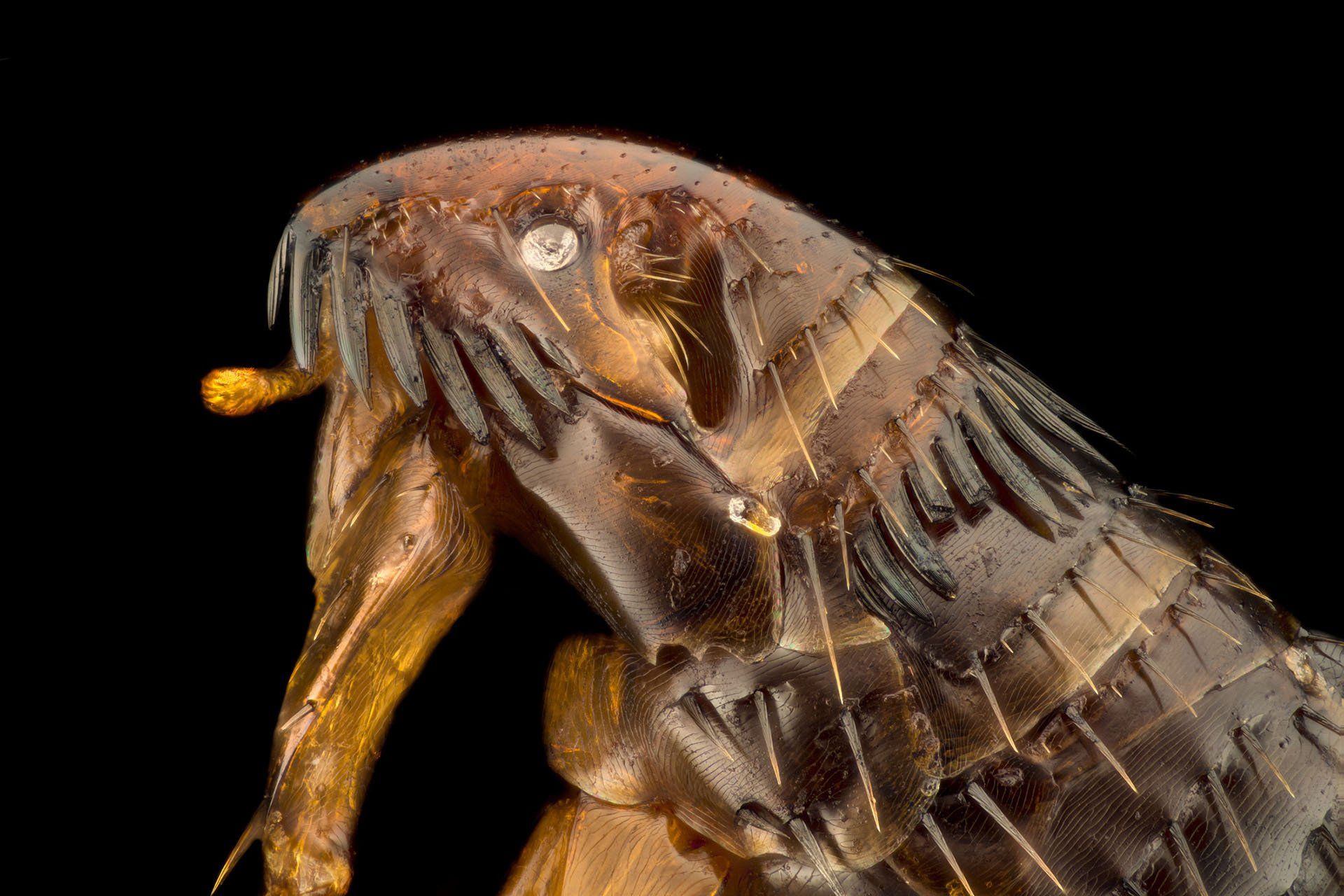 Flea — Columbus, IN — YES Pest Pros