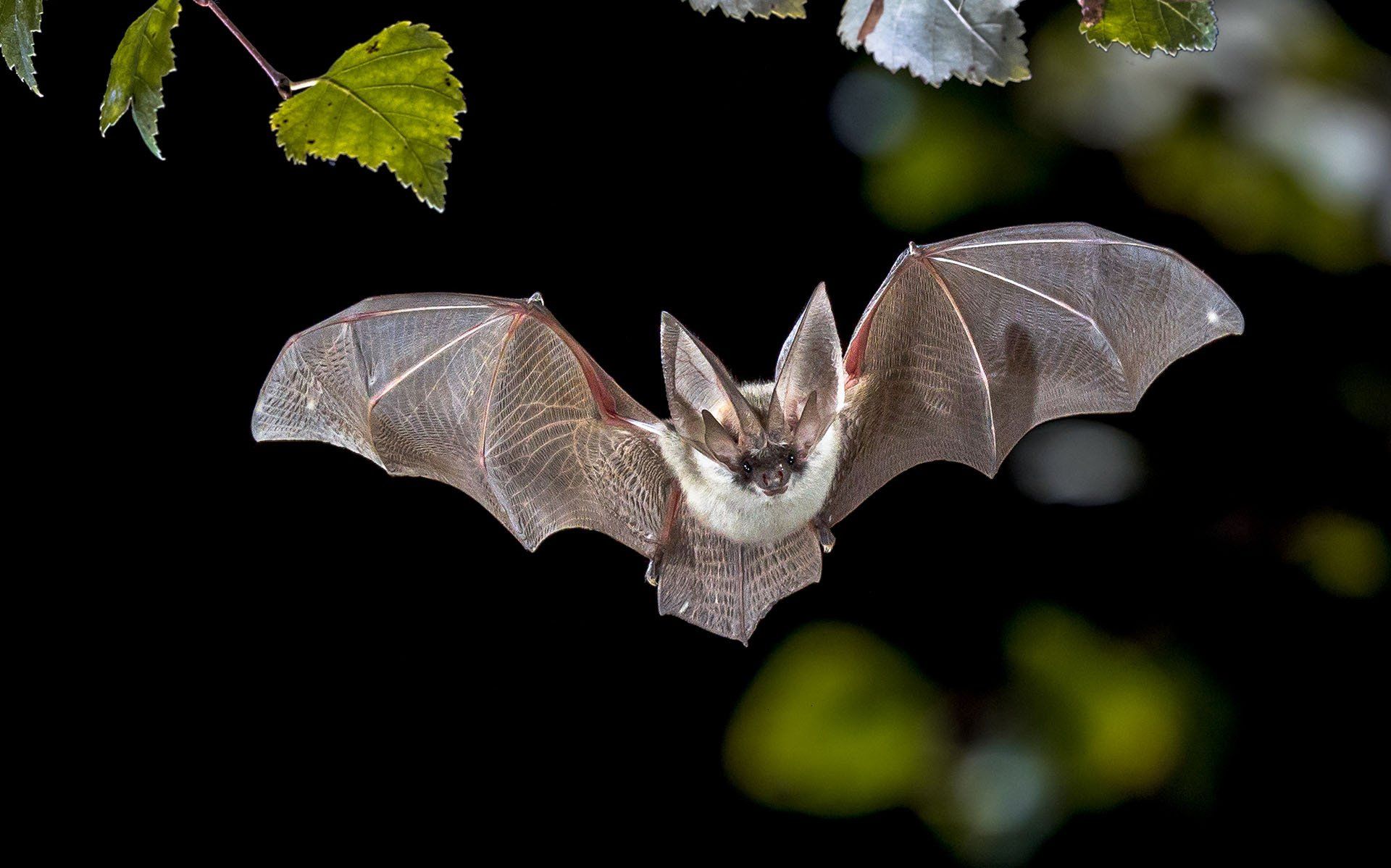 Bat — Columbus, IN — YES Pest Pros