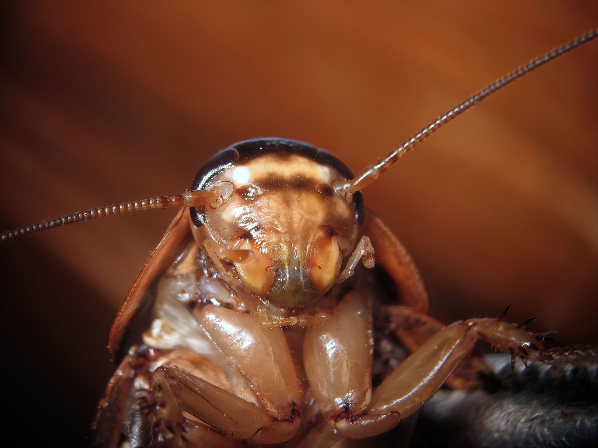 Cockroach — Columbus, IN — YES Pest Pros