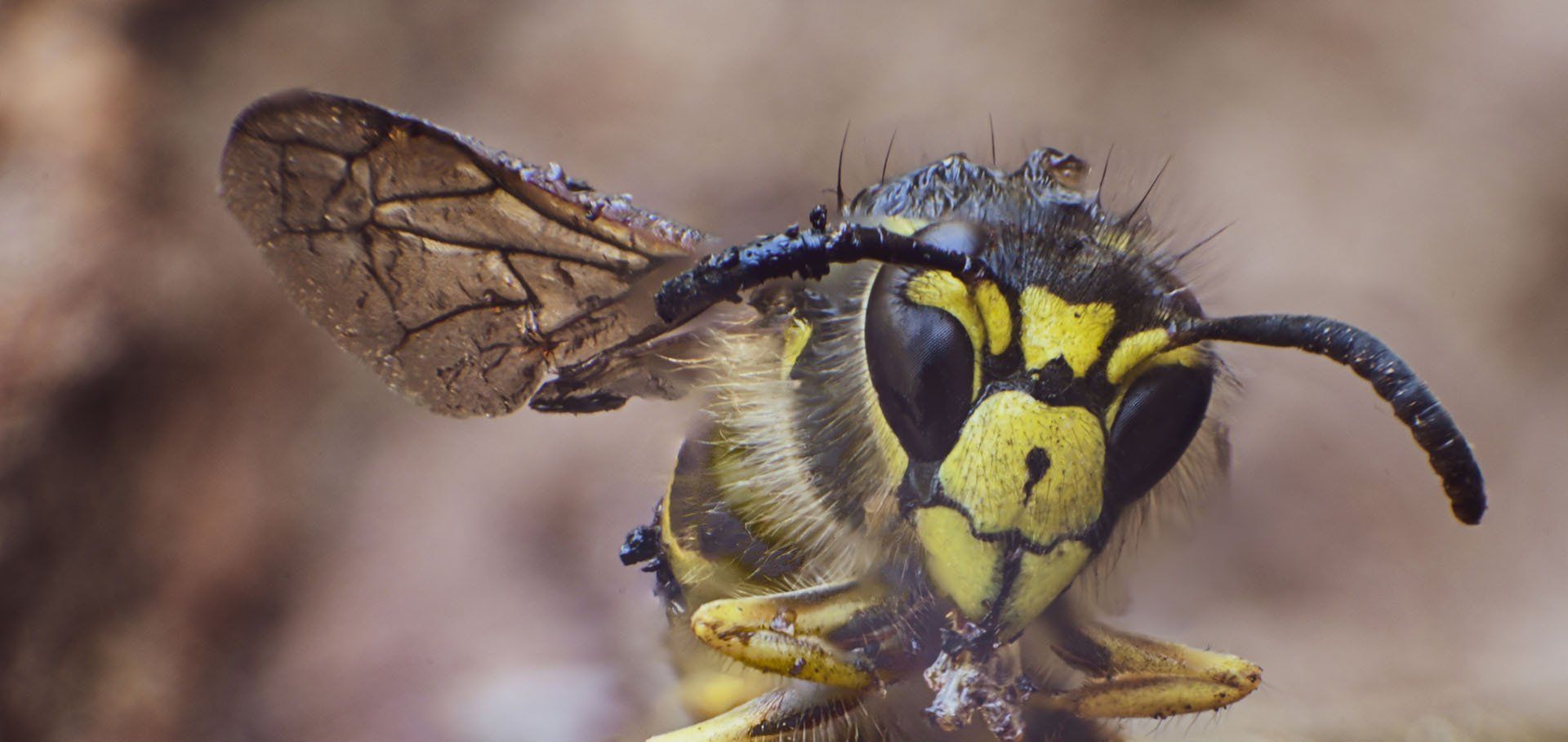 Bald-Face Hornet — Columbus, IN — YES Pest Pros